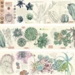 Cactus et succulentes