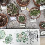 Cactus et succulentes