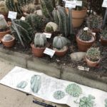 Cactus et succulentes