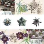 Cactus et succulentes