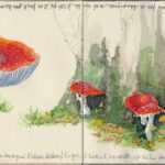 2020-Champignons-en-bas-de-chez-moi-1024x773