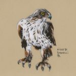 Aigle_Bonelli_21_-1024x720