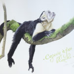 Costa-Rica, Capucin à face blanche