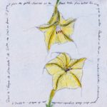 CarnetLisbonne-fleurs-2