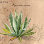 Fanny-Hartmann.-acacia-americana-1024x850