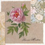 Fanny-Hartmann.-paeonia-1024x1018
