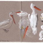 Fanny-Hartmann.-pelicans-1024x766