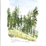 Fore╠ét-de-la-valle╠üe-Borgne-723x1024