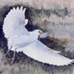 Camargue, héron garde-boeurs
