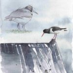 Oystercatcher_FERRARI-975x1024