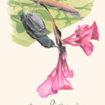 Costa-Rica, Percefleur ardoisé
