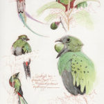 Costa-Rica, Quetzal