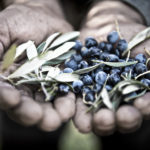 RNO7342-Olives-Main-HDDEF-Marca