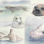 Seal-sketch_FERRARI-1024x576