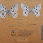 A hauteur d'insectes, Musée Lecoq Clermont-Ferrand