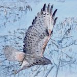 Camargue, buse variable