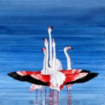 Camargue, parade flamants