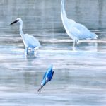 Camargue, aigrette