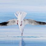 Mouette rieuse