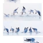Camargue, mouette rieuse