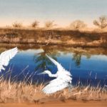 Camargue, aigrette