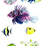 planche-poisson