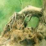 souche-1024x768
